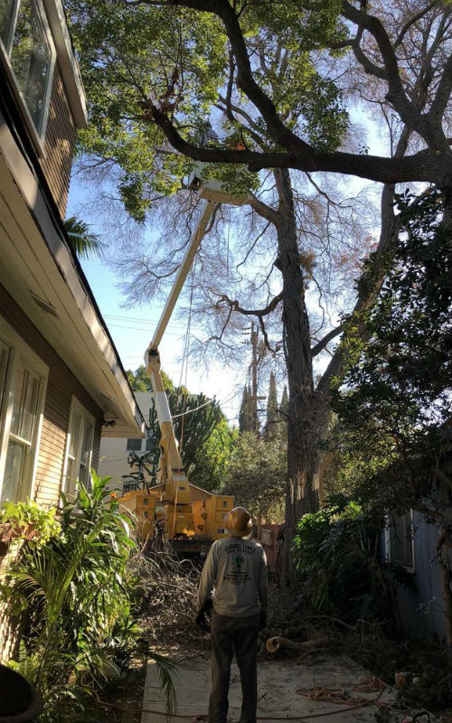 Gabriel Lopez Tree Service Image